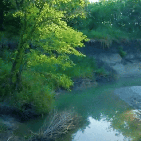 River with trees and water
