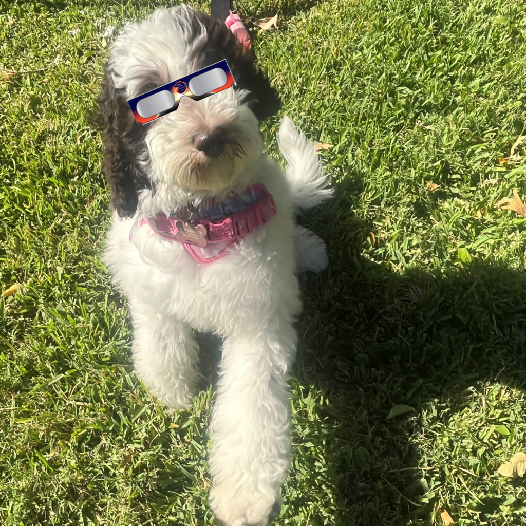 Black and white dog outside wearing total eclipse glasses