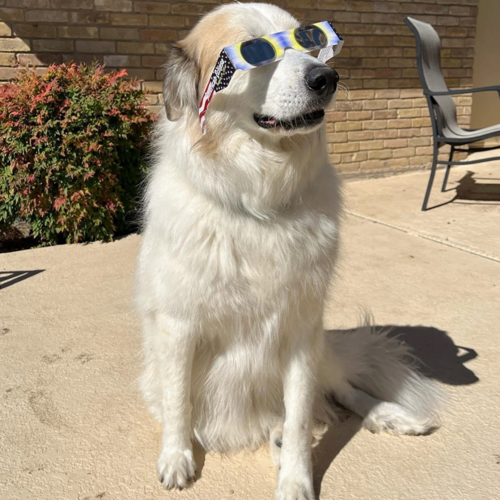 White dog wearing solar eclipse glasses