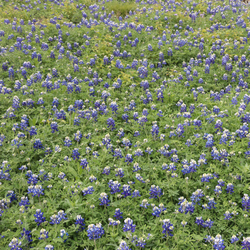 field of blue bonnets