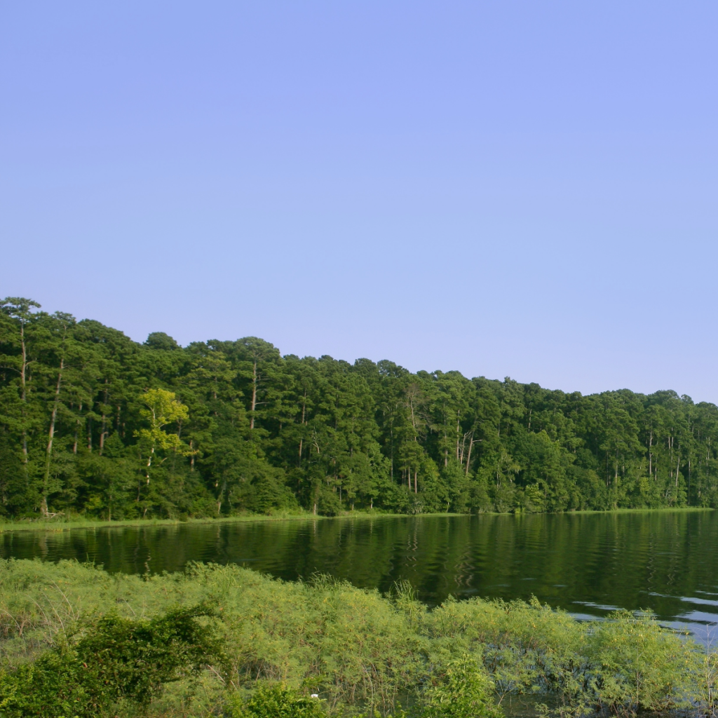 Large lake surrounded by trees