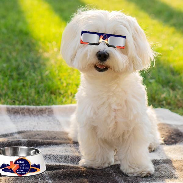 Dog with Solar eclipse glasses on Dog with Solar eclipse glasses on